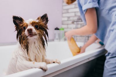 Pet Grooming and Pet Sitting Insurance in Pasadena, CA by Stephen B. Groton, California Insurance
