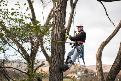 Tree Trimming Insurance in Pasadena, CA by Stephen B. Groton, California Insurance